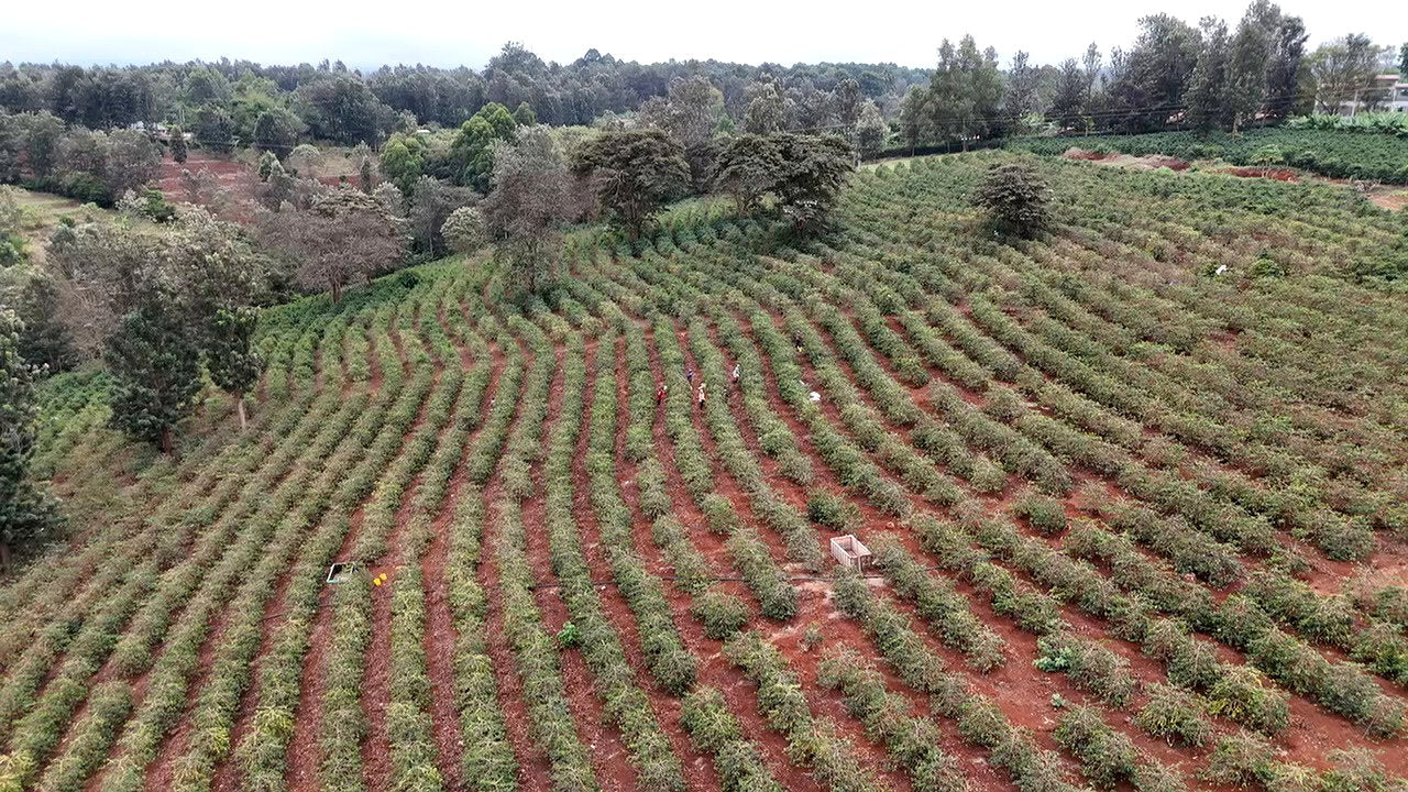 Aerial view of coffee fields on the Njiru family farm