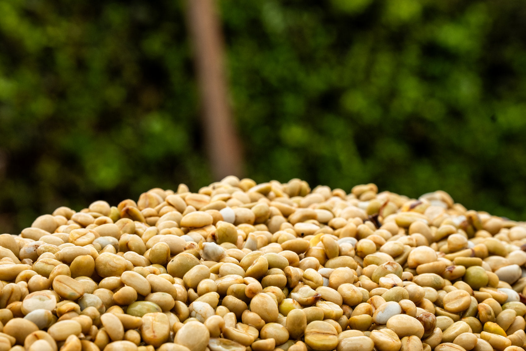 Close-up of coffee beans drying naturally