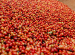 Dark Roast Njiru Coffee