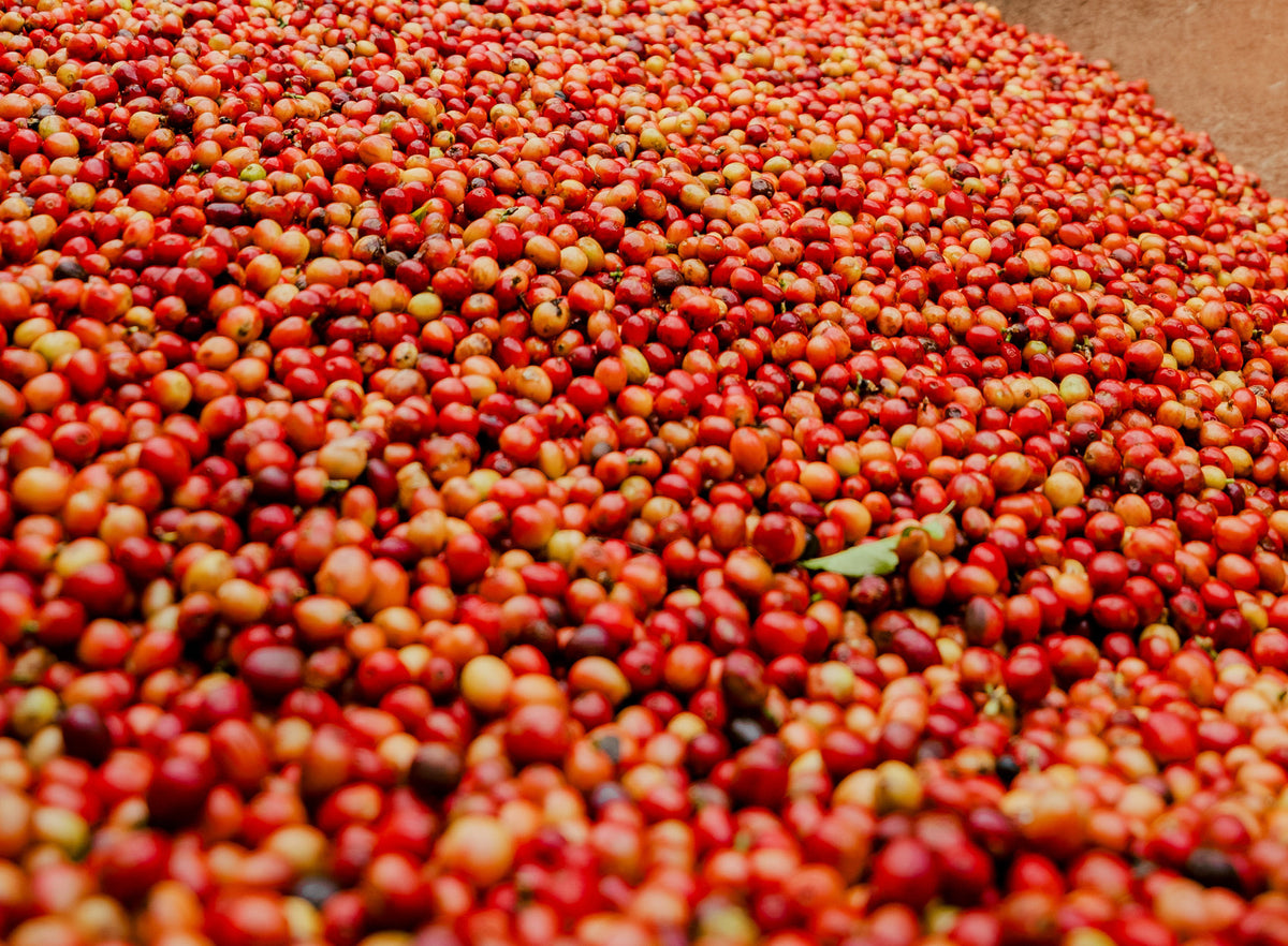 Espresso Roast Njiru Coffee