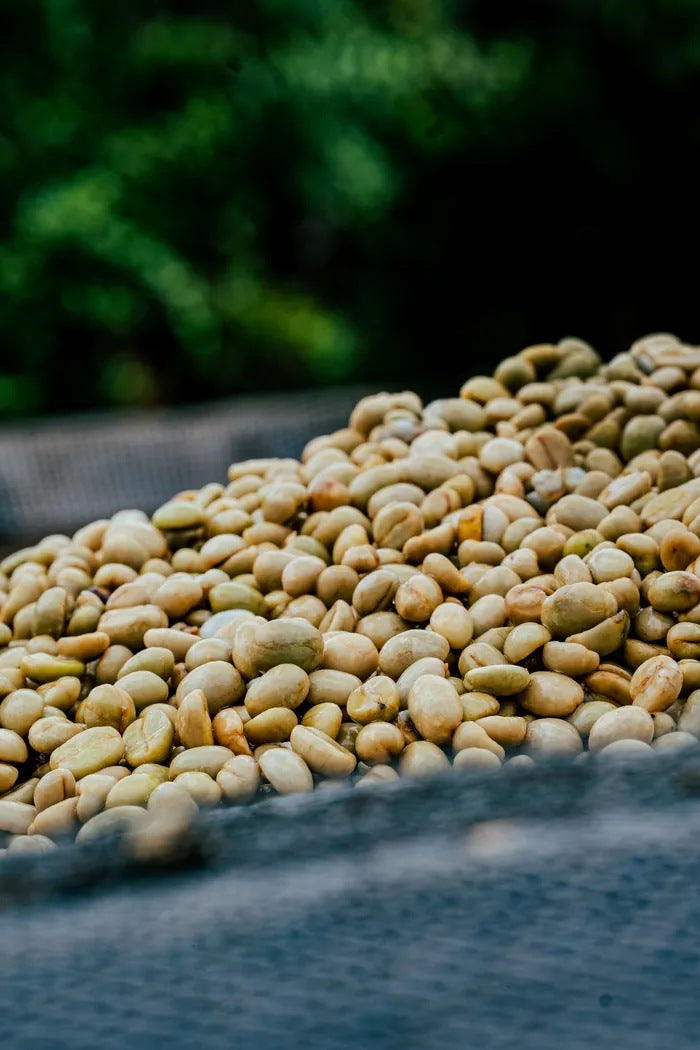 Coffee drying on the Njiru family farm